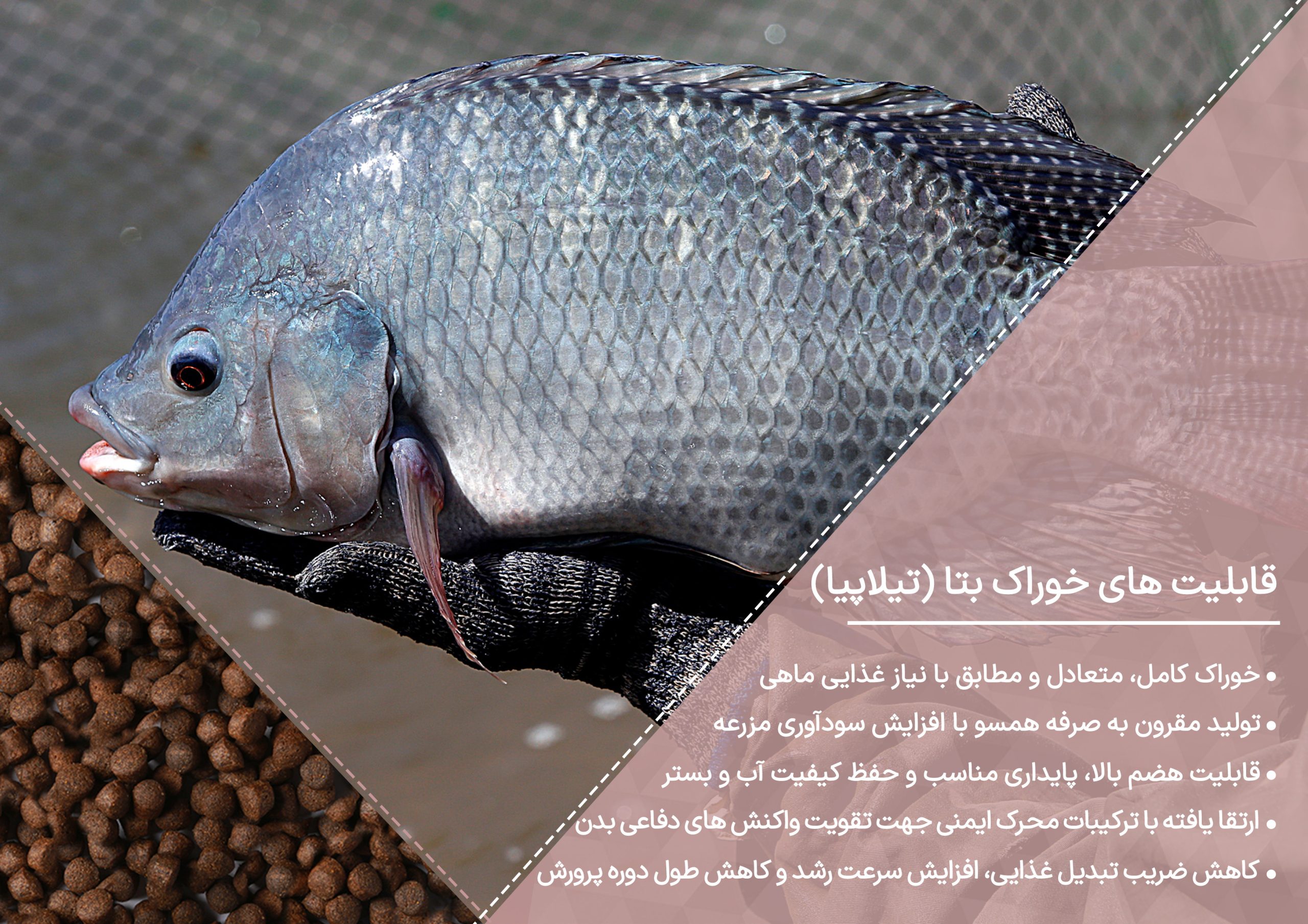 خوراک تیلاپیا
