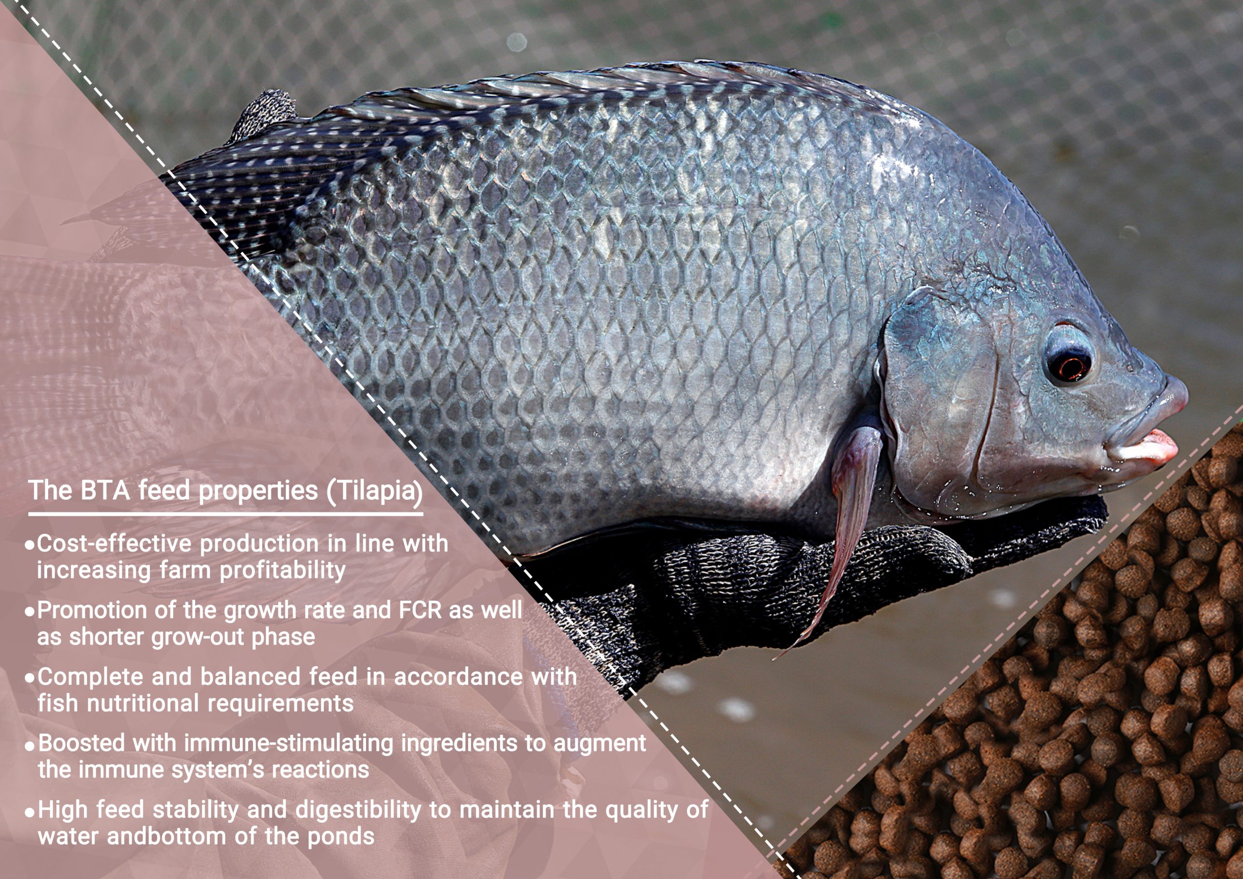 Tilapia BTA feed