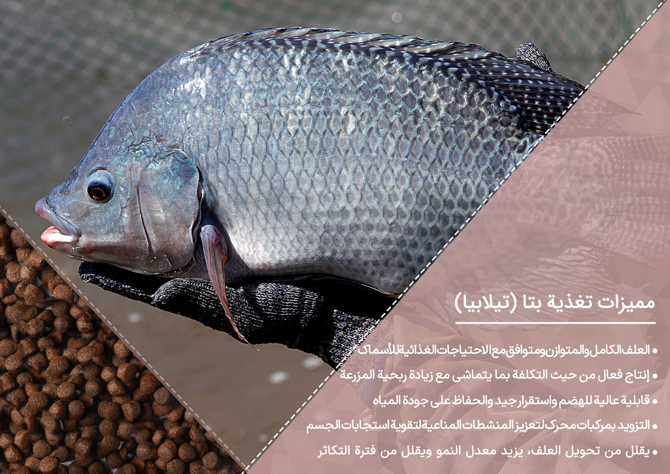 خوراک تیلاپیا