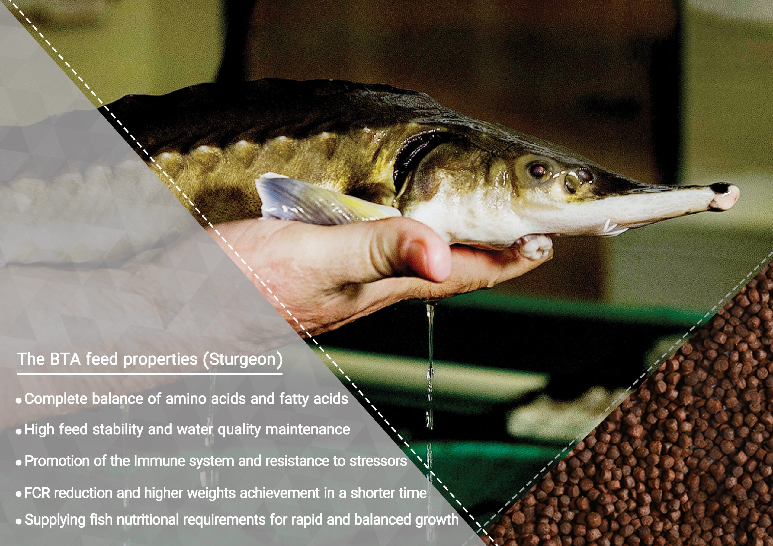 Sturgeon BTA feed