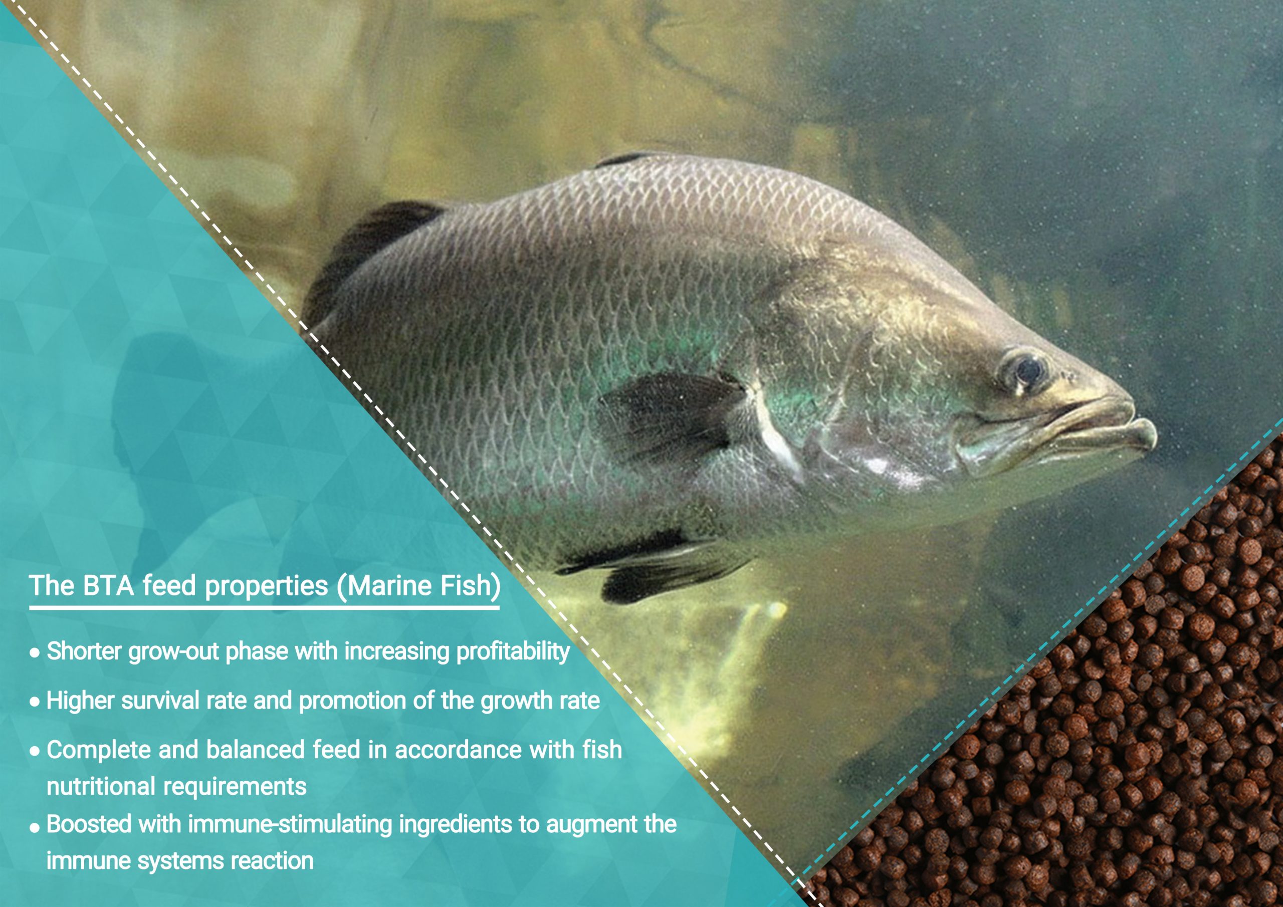 Marine Fish BTA feed