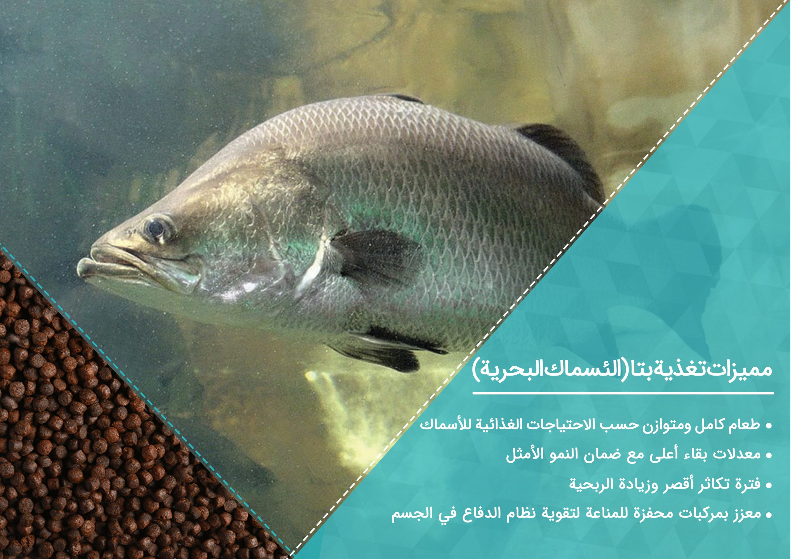 اسماک البحری