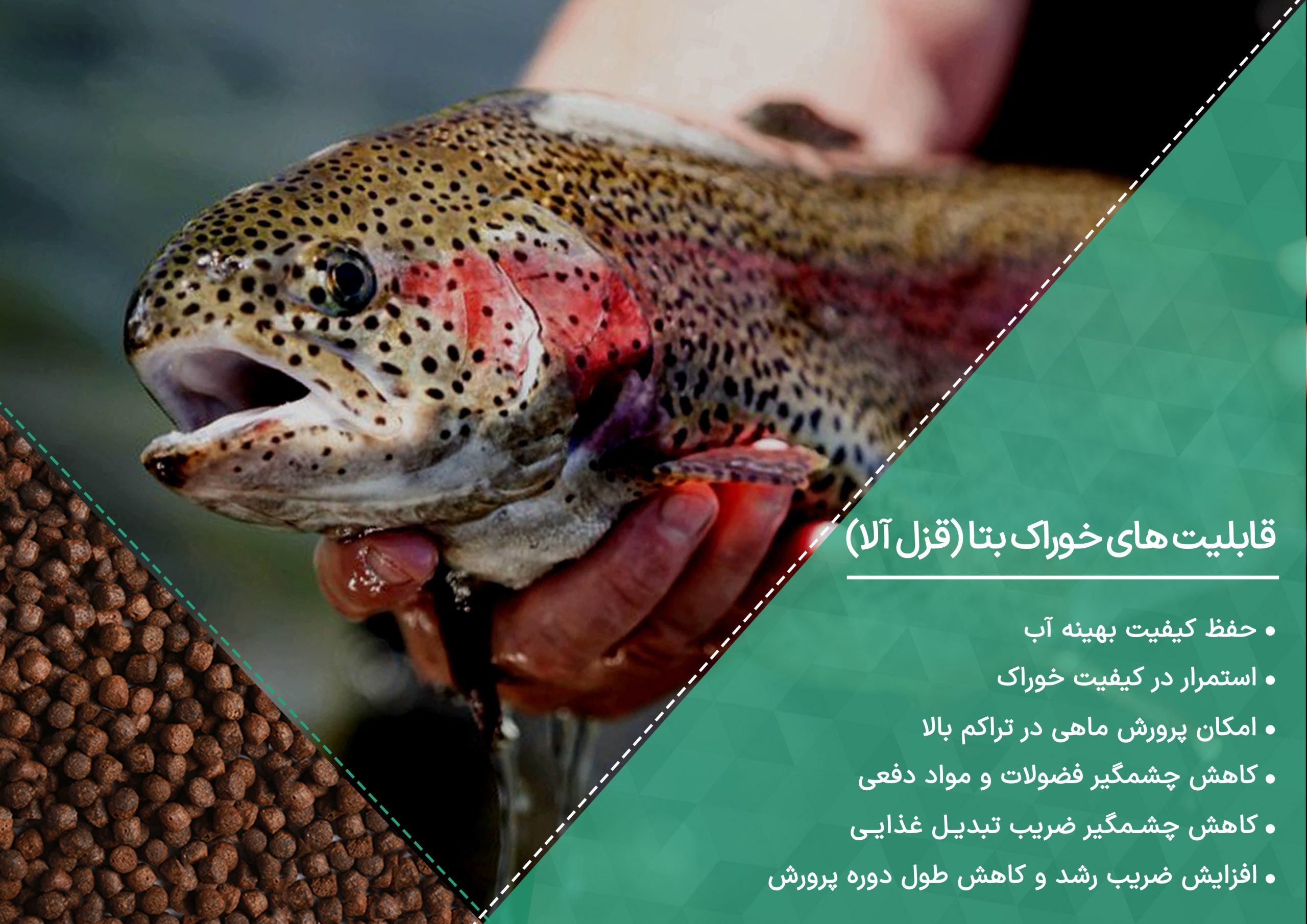 خوراک قزل آلا