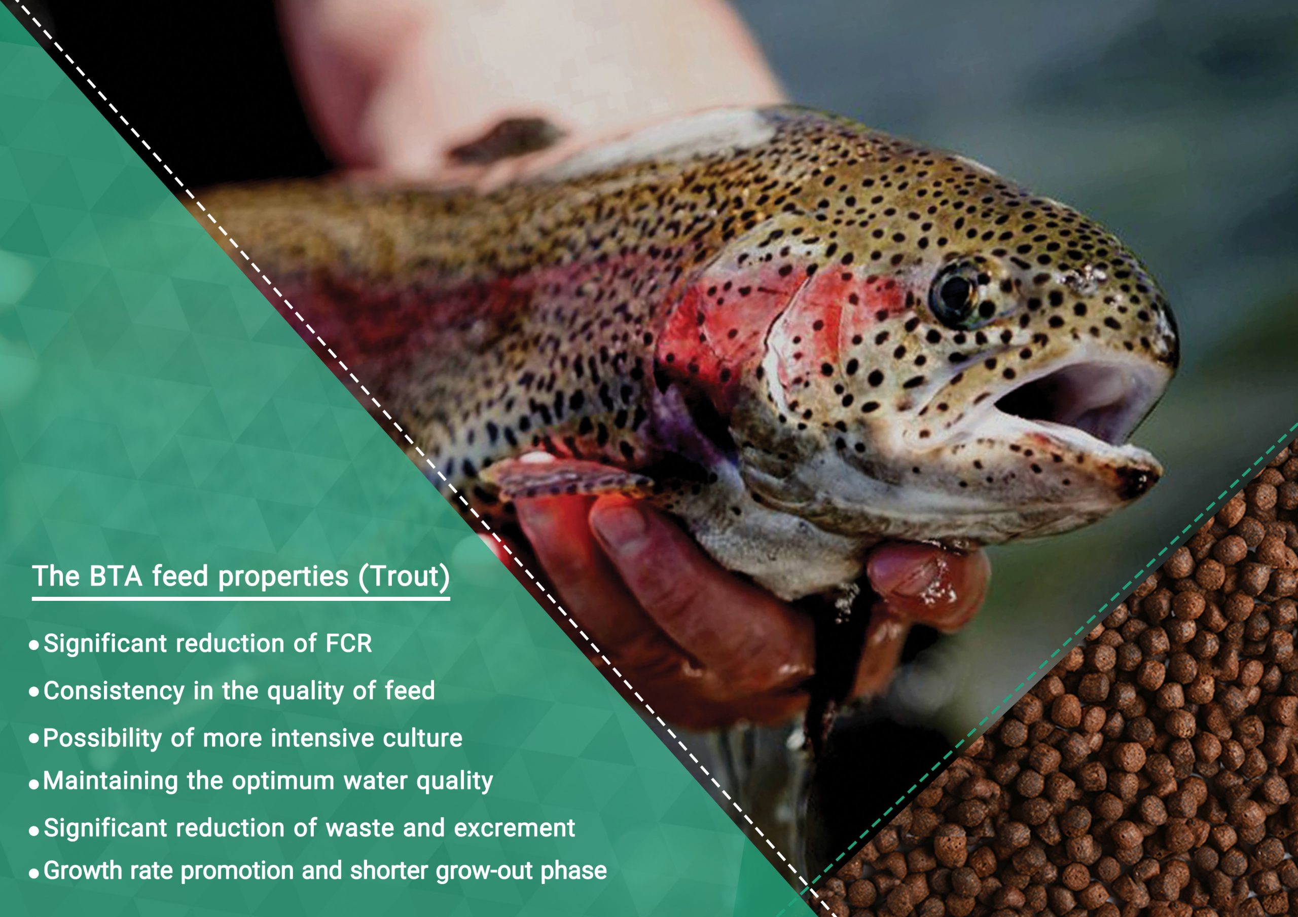 Trout BTA feed