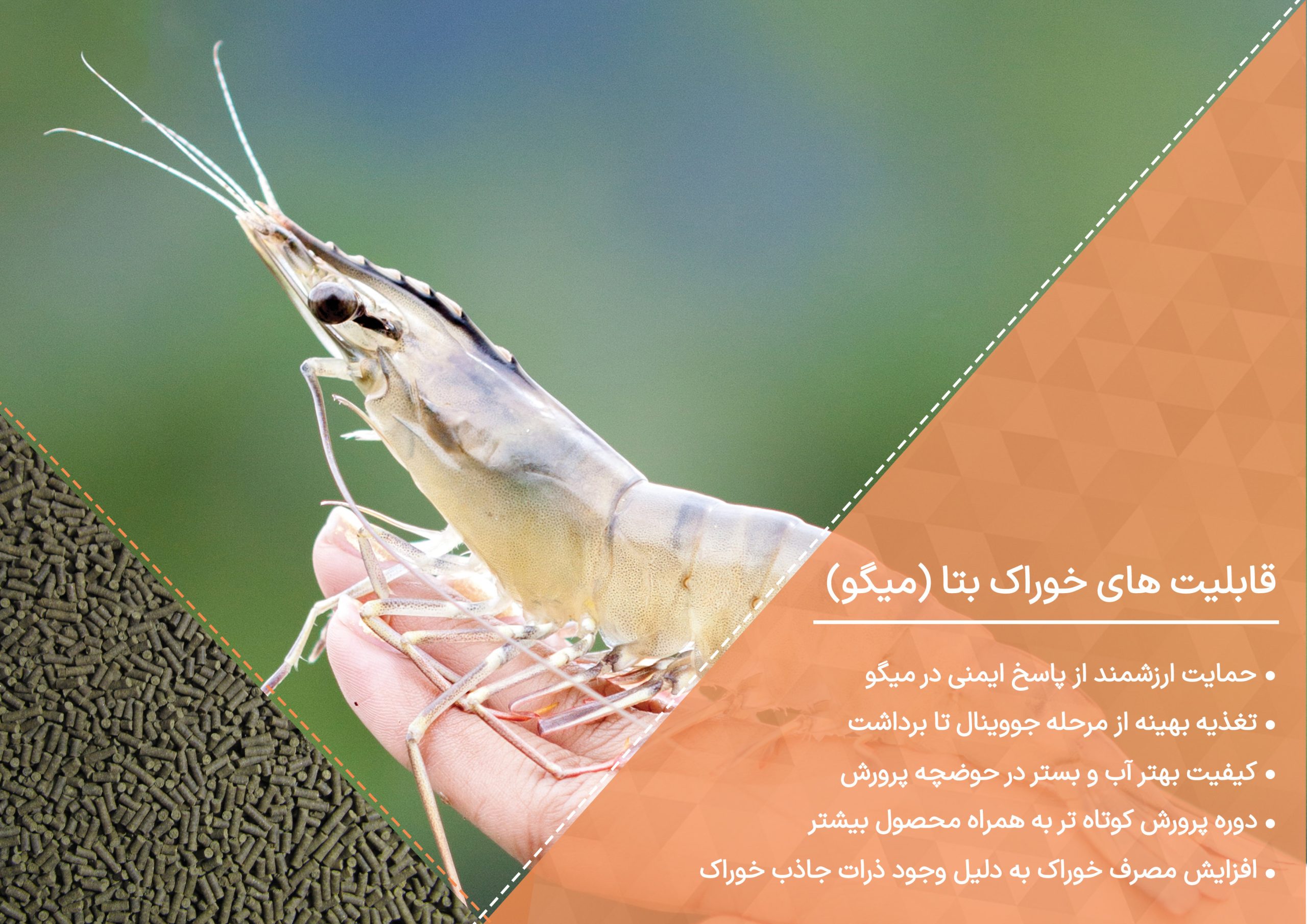 خوراک میگو
