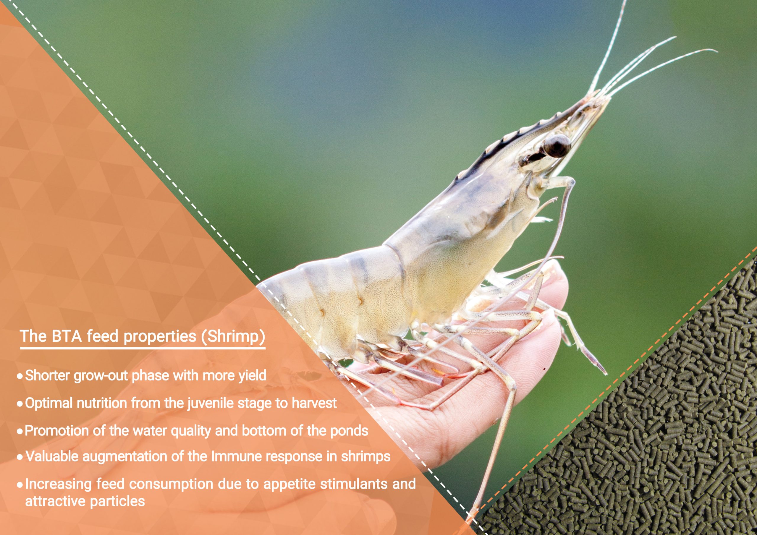 Shrimp BTA feed