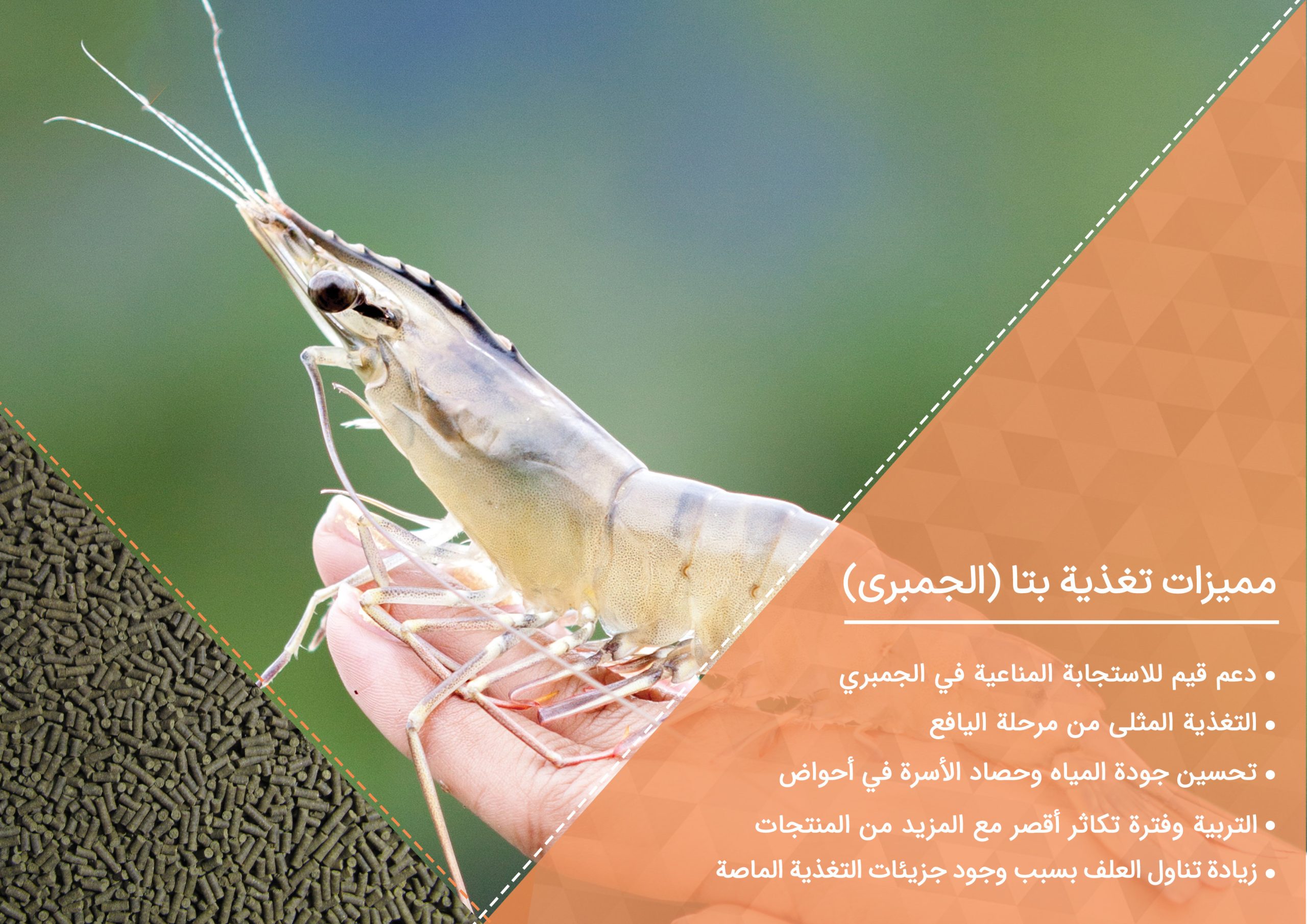 الجمبری