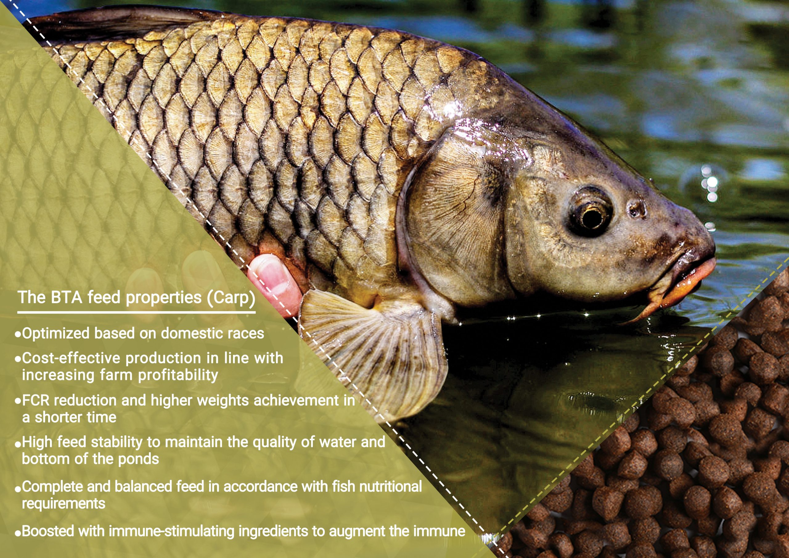 Carp BTA feed