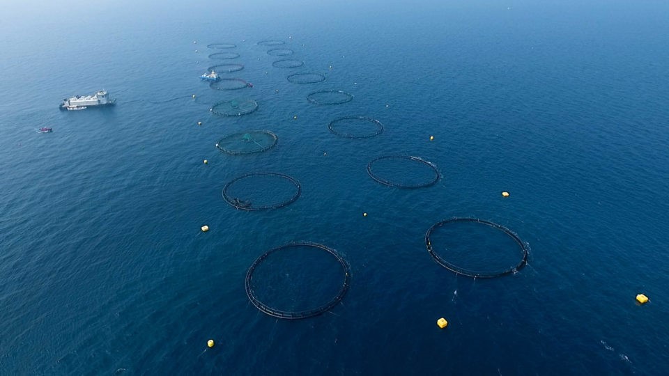 پرورش ماهی در قفس قطر