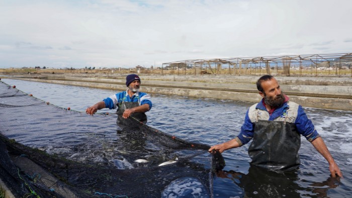 ارتقاء پرورش ماهی در لبنان، فلسطین و سوریه